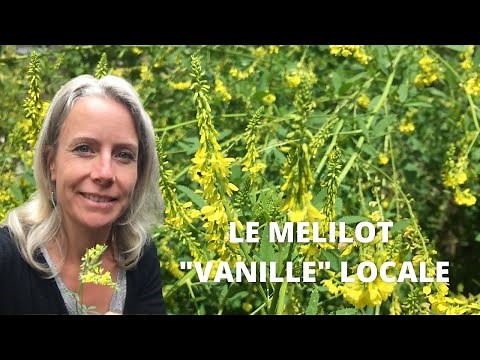 Le mélilot officinal - une vanille locale
