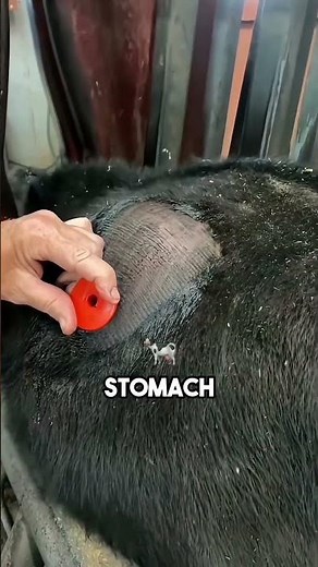 Why Vets STAB Bloated Cows 😳🐄 (Life-Saving Trick!)