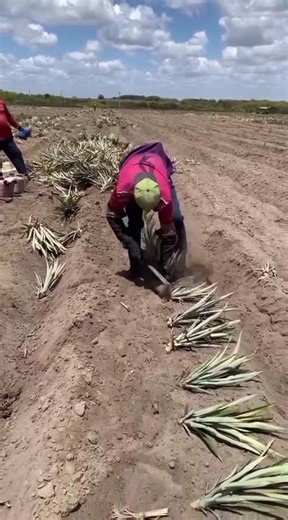 pineapple tree planting process#shorts