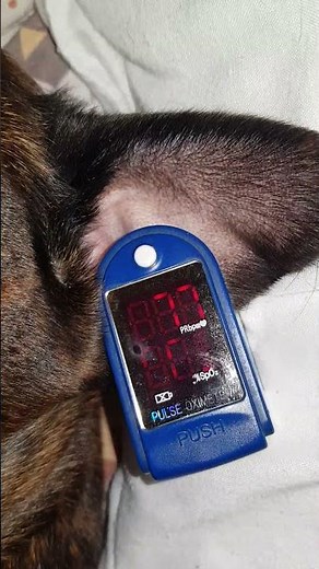 Using a pulse oximeter on my dog #dog #pulseoximeter #doglover