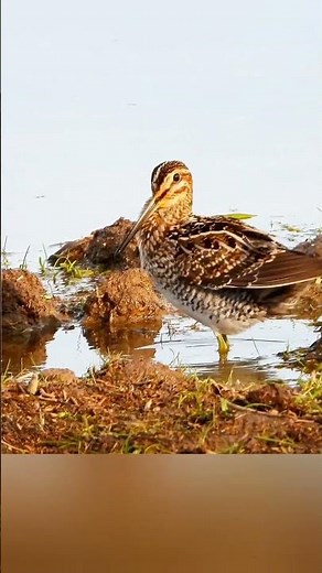 A cute WIlson's Snipe & passing Dowitchers #pnw #birds