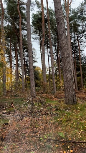 A quick behind the scenes clip of my macro setup. #mushroomphotography | Christopher Draper Photography
