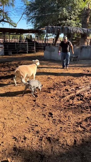 La Potranca Zaina on Instagram: "Pero en fin… Birrias quiere mucho a su abuelito @pablobarajas_49 #Elbirrias"