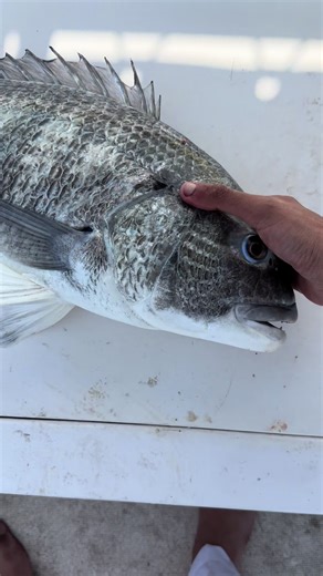 Fishing at Jaber Bridge: A Catching Experience
