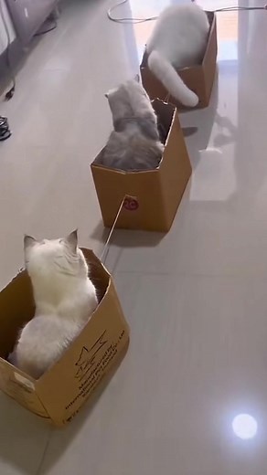 Cats Playing with Cardboard Boxes: A Fun Indoor Adventure