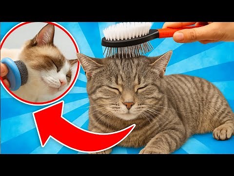 Is your cat shedding excessively? 5 ways to prevent it!🔥