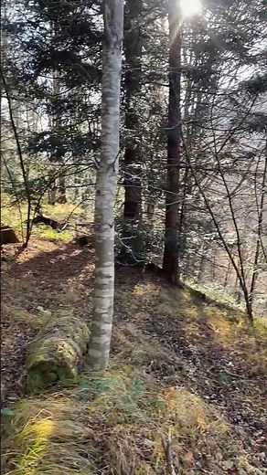 Oh, and I was drawn to the beech forests of the Carpathians