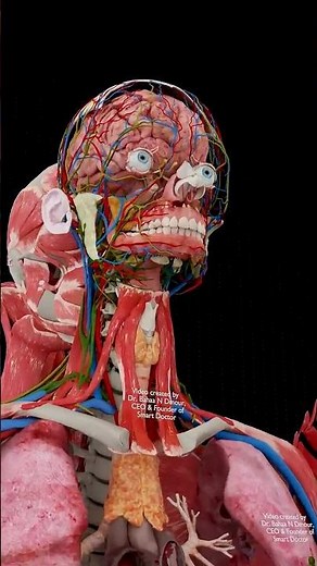 The Most Critical Network in the Human Body 🧠