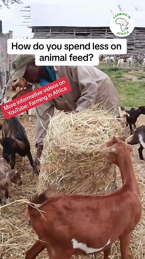 There are certain steps you have to take to be successful as a farmer in Africa,with years of experience as a livestock farmer in Africa, Fred has recorded a tonne of these tips which you can find on Youtube. #farminginafrica #farming #ghanatiktok🇬🇭 #farmlife #agriculture #farmingsolutions #farming #africanfarming #profitablefarming #agriculture #farmingexperience #sustainablefarming