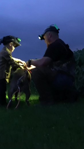 Hunting Memories with Treeing Walker Coonhounds