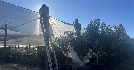 Tropical fruit nursery prepares for damaging cold temperatures