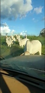 EU CANSADO E COM PRESSA E ELE QUERENDO BRINCAR