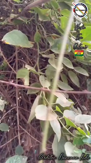 9.6K views · 233 reactions | Nansana Dance Kids, un grupo de niños de Uganda que versiona con bailes de distintos tipos de música latinoamericana. En esta ocasión bailan y disfrutan de la danza Boliviana Diablada a ritmo del Chiru Chiru de la agrupación Boliviana Llajtaymanta | El Combo | Facebook