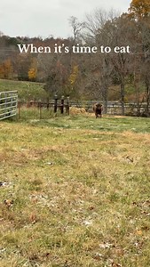 They always come running 😂 #millcreekfarmstn #tennessee #cookevilletn #highlandcattle #farmvisit #tnagritourism #scottishhighland | Mill Creek Farms