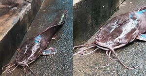 Hình ảnh con cá trê dài cả mét, "xấu phát hờn" khiến cả xóm chẳng ai dám ăn gây xôn xao