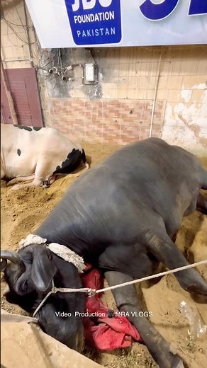 JDC Qurbani ke Janwar 2026 | JDC Qurbani 2026