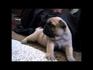 Cute Funny Pug Puppies