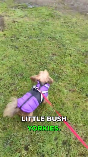 Lucy's Muddy Disaster Gets Messy #shorts #dog #funny