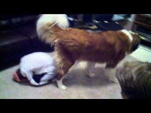 18 year old loses his virginity to a dog!