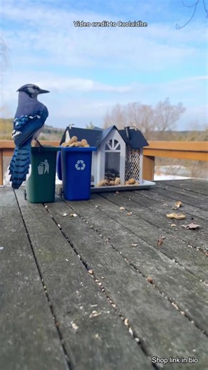 The Blue Jays' Peanut Caching Behavior Explained