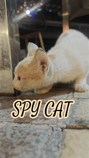 Catispy