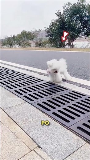 Ten Pies Był Zbyt Przerażony… Aż Do Momentu Gdy Stało Się TO 😯❤️
