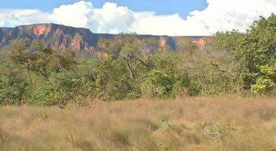Conheças as Plantas do Cerrado Mato-grossense