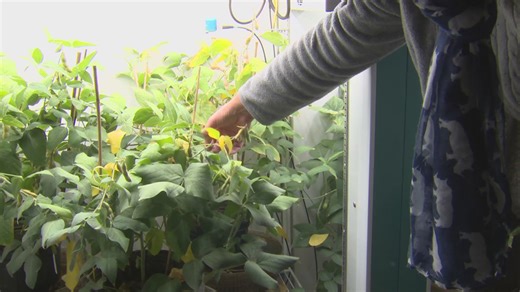 University of Illinois’ Soybean Innovation Lab to close amid funding cuts