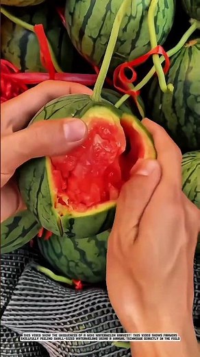 Farmers Peeling Mini Watermelons: Manual Technique for Fresh Garden Snack #AgriculturalInnovation
