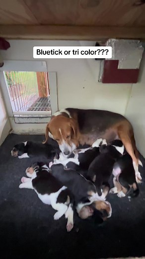 Bluetick or tri color beagles??? Tips for a healthy litter of puppies #runtocatchhounds #walnutcreek #dogkennel #fastbeagles
