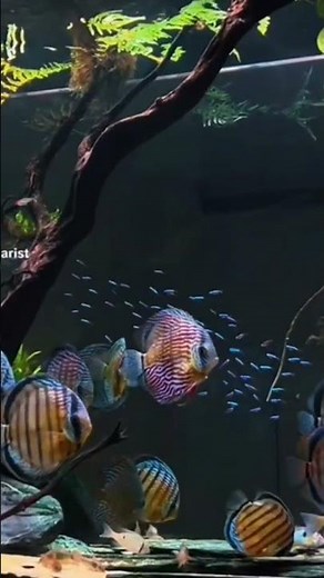 Discus tank setup 😍 | Fish World