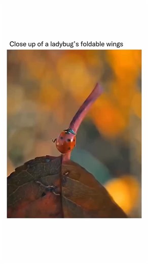 ThE FacT FactorY on Instagram: "An interesting fact about ladybug wings is that the delicate, transparent flight wings are carefully folded underneath their colorful, hard outer shells (elytra) in a way that resembles origami. When the ladybug is ready to fly, it opens the elytra and rapidly unfolds the wings, which are much larger than its body would suggest, allowing it to take off in just a fraction of a second. This unique folding mechanism has even inspired engineers studying how to design