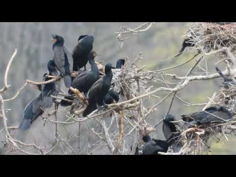 Cormorant Colony Nesting in the Wild in 4K 🐦 | Nikon Coolpix Wildlife Footage