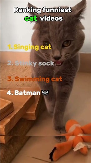 Ranking Funniest Cat Videos Ever😂🐱 #shorts