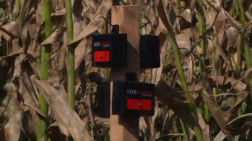 Nite Guard Solar Predator Control Light, (Pack of 4)