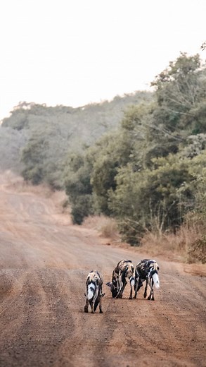 We told you, Phinda magic is real 🥹🪄 This past week we have had the privilege of spending time with one of Africa’s most endangered predators, right where we least expected them!! With fewer than 7,000 wild dog remaining in the wild, today we celebrate the remarkable resilience of this species. -——— 📷: @jesswanderswild 📍: andBeyond Phinda Private Game Reserve 🌍: Munywana Conservancy, South Africa -——— #seewhatliesbeyond #andbeyondtravel #andbeyondsightings #WILDwatch #travelinspiration #tra