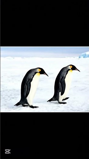 The Secret Life of Emperor Penguins Revealed. You Won’t Believe This!