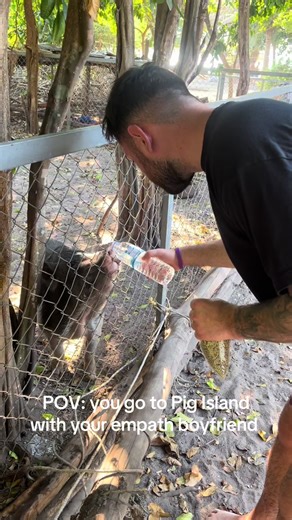 Feeding the Pig at Pig Island in Thailand