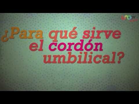 ¿Cómo funciona el cordón umbilical?
