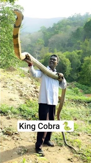 Biggest King Cobra of the world 🌎#naagmani_rasiya #naagin6 #naagnaaginsnake #naagraj #kingcobra #yt