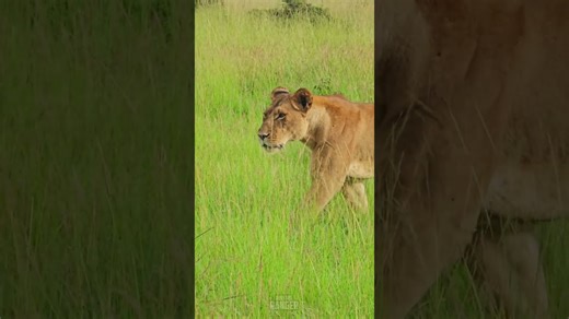 Animals on the Move Through Open Savannah