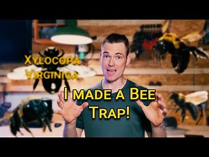 The Ultimate Guide to Carpenter Bee Trapping & Elimination