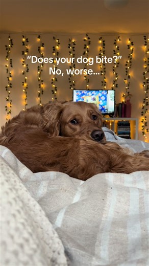 he has seen a vet and his eyes are fine, he’s just a drama king!! #dogtok #dogsoftiktok #hegetsitfromhismama #goldenretriever