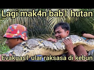 EVACUATION OF GIANT PYTHON SNAKES EATING CHAPTER 1 FOREST NEAR RESIDENTS' HOUSES IS TOO SCARY