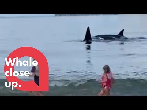 Video shows orcas swimming right by the shoreline, astonishing beachgoers in Washington | SWNS