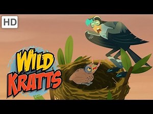 Wild Kratts 🦁👔 Animal Dads | Father's Day | Kids Videos