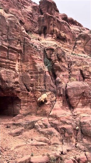 Tego się nie spodziewałem w Petrze 🐐 #Petra #Jordania #shorts