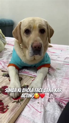 simba ki bhola face bana kar acting#simba #simbaboss #10k #100k #300k