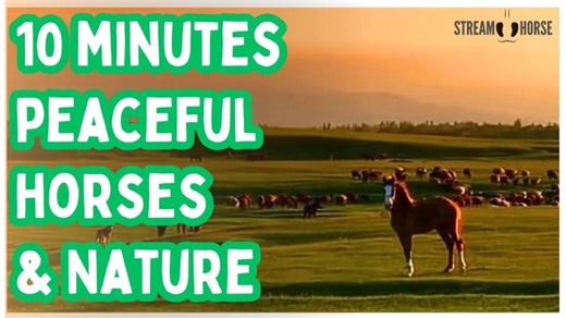 10 Minutes of Peaceful Horses — Meditation, Mindfulness, and Stress Relief 🐴😁 | StreamHorse