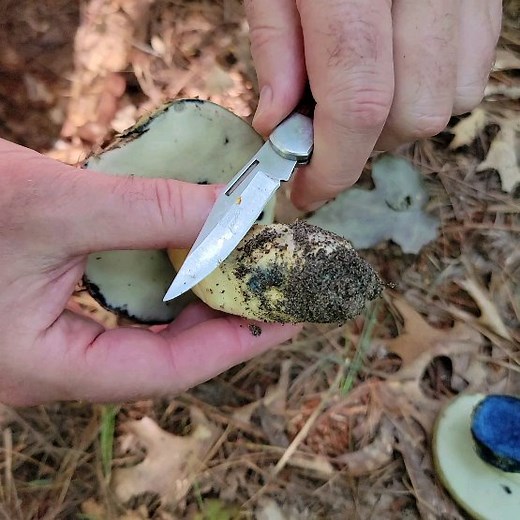 Meet the amazing cornflower bolete! Gyroporus cyanescens is delicious and stains an achingly gorgeous shade of blue when bruised. It's my first time finding them, thanks to @foundfoodsforaging who was gracious enough to show me his spot. Got a whole bunch of other boletes, too. Stay tuned... | Hunter Angler Gardener Cook